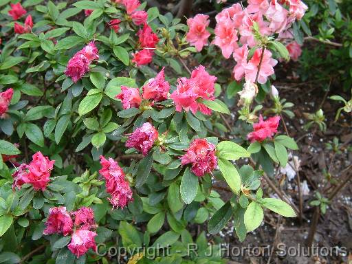 Azalea Petal Blight 